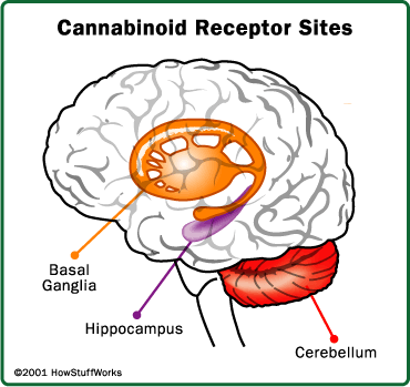 marijuana-brain.gif