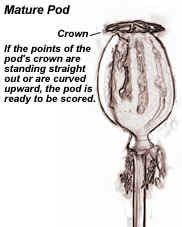 Mature Pod - If the points of the pod's crown are standing straight out or are curved upward, the pod is ready to be scored.