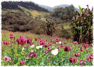 Photograph of a field of poppies