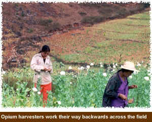 Photograph of opium harvesters working their way backwards across the field