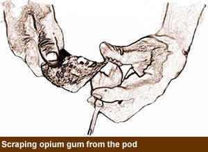 Drawing of scraping opium gum from the pod