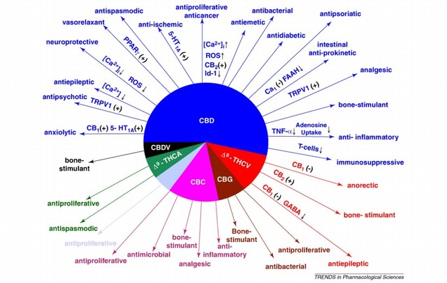 Cannabinoid Uses.jpg