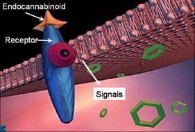 Endocannabinoid cell.jpg