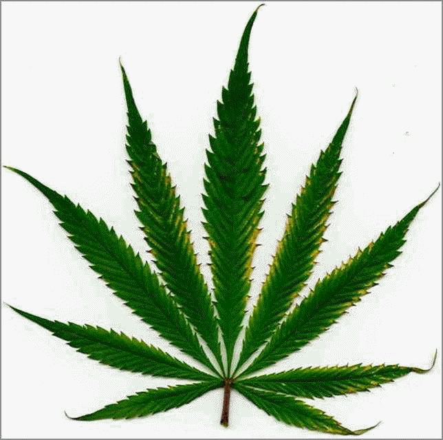 Marijuana Diagnosis Chart