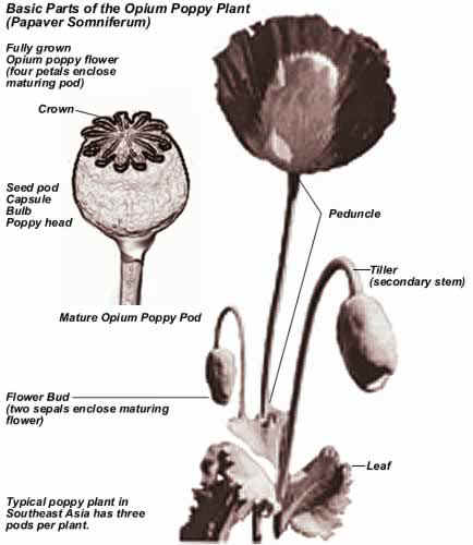 Basic Parts of the Opium Poppy Plant (Papaver Somniferum)