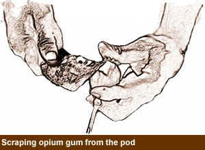 Drawing of scraping opium gum from the pod